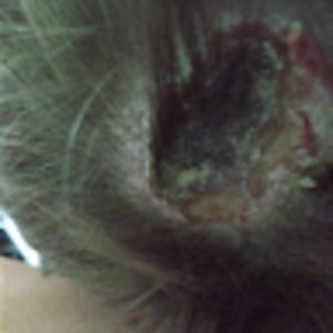 Meet your Posher, Bobby